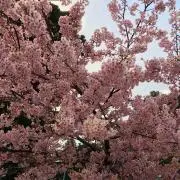 JJの画像