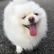 ちくわ