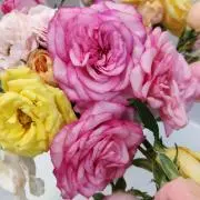 peach-kumiの画像