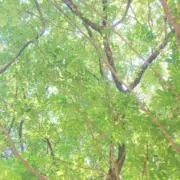 green☻