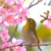 kotorin*
