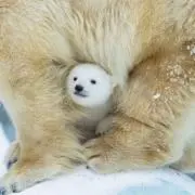 Yu kittyの画像