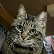 さくらの画像