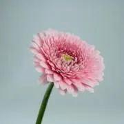 ルンルンの画像