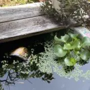 ほたての貝柱