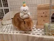 ちゃあ