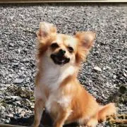 パールの画像
