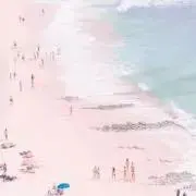 アロの画像