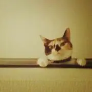 アメココの画像