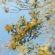 最終値下げしてます。みんみんの画像