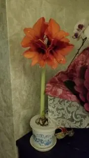 出品再開(*^^*)の画像