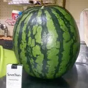 道産子パパ