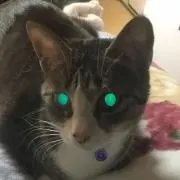 リノ