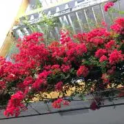マメ