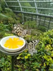 ゆきの画像