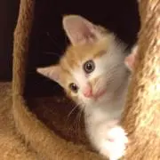 まろん