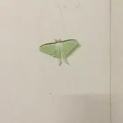 かおの画像