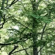 chinoの画像