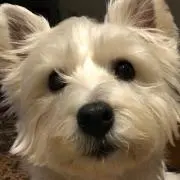 こゆきもの画像