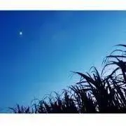 小麦粉の画像