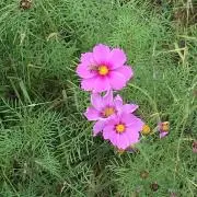 Oka プロフ確認お願いしますの画像