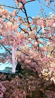 ゆきの画像