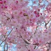 sakuの画像