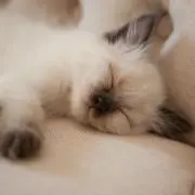 よっしーの画像