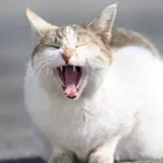 九ノ瀬の画像