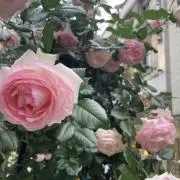 イボンヌの画像