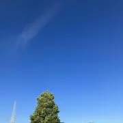 リンゴの画像