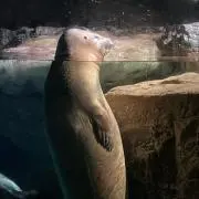 くりにか