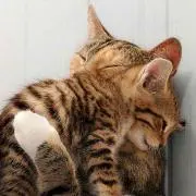 ははニャン