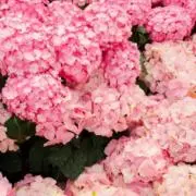 ♡berry プロフ必読お願いしますの画像