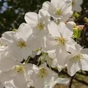 あららんこららんの画像