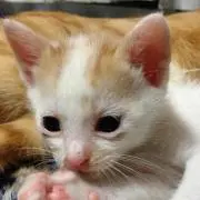 やすちゃん