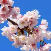 花丸の画像