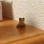 びんこの画像