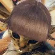 はちわれの画像
