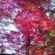 なお。