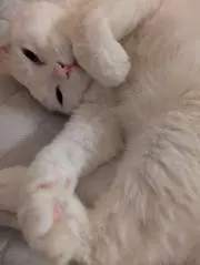 にこ