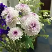 まるこ_ちゃん