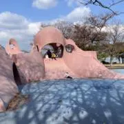 yopieの画像