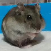 茶パグの画像