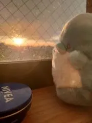 くりのこの画像