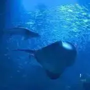 senの画像