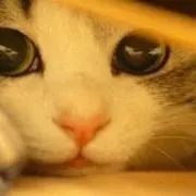 toromonの画像