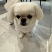 ピムりん