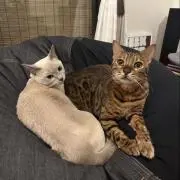 きたの画像