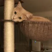 にゃんリッチ